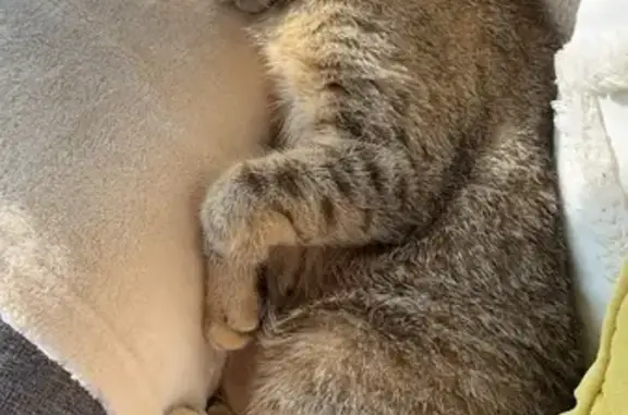 Chat perdu, , photo: Chat Européen Brown Tabby perdu en Bretagne