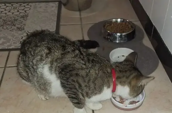 Animaux trouvés Aigues-Mortes, photo: Chat trouvé avec collier rouge à Aigues-Mortes