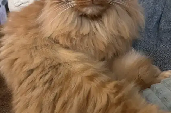 Animaux perdus Bourg-en-Bresse, photo: Chat roux perdu, craintif, Bourg-en-Bresse