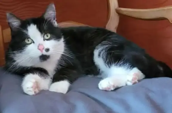 Chat perdu noir et blanc, pattes blanches - photo