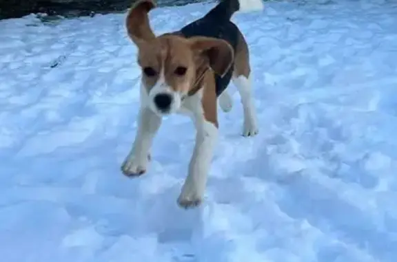 Chien perdu à Saint-Germier (Nouvelle-Aquitaine) - photo
