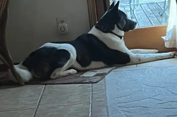 Lost Akita: 100 lbs, East Frost Rd, KC