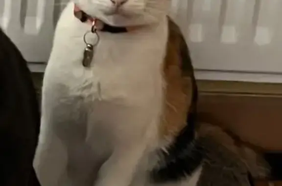 Chatte blanche tachetée perdue à Chaumes - photo