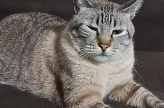 Cinza rajado de preto, olhos azuis e a ponta da calda é tortinha, ele é muito medroso e com isso fica arisco quando chegam perto, ele saiu no domingo 08/02 pela manhã ele é muito assustado