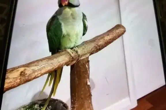 Friendly Talking Bird Found in Fairfield