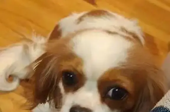 Help Find Our Missing Blenheim Spaniel