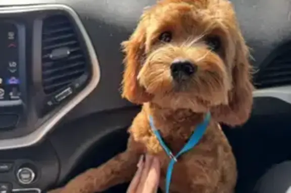 Missing dog Ohioville, photo: Help Find Benny: Missing in Cleveland!