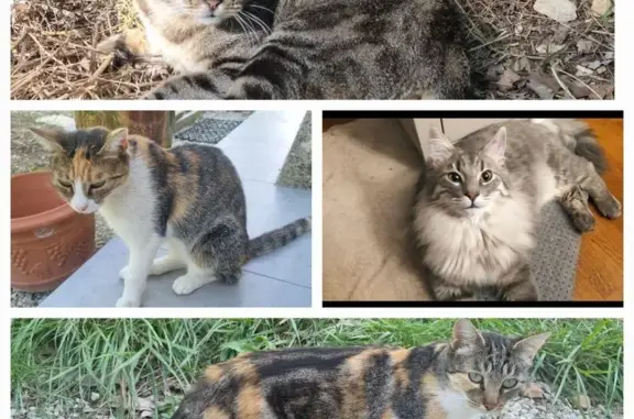 Animaux perdus , photo: Chats stérilisés disparus à Barjac (30)