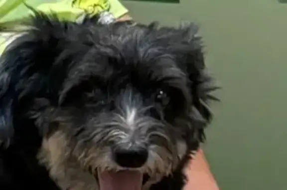 Lost Dog: Black with White Chest, Thorngate