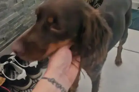 Animaux trouvés Les Chères, photo: Chien trouvée: Uska tatouée à Les Chères