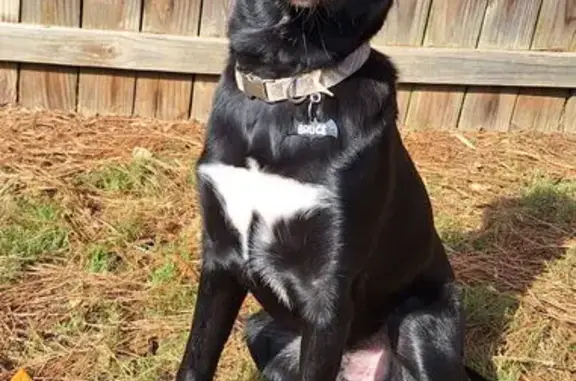 Lost Black Lab Mix: Help Find My Dog!