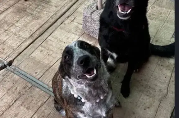 Perros perdidos, , foto: Perros Perdidos en Carrizal: Nube y Kiria