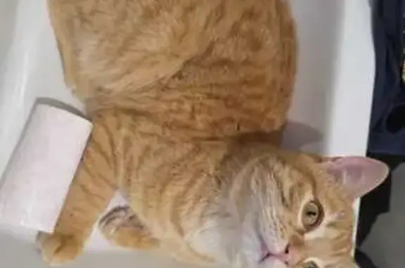 Gato Cariñoso Encontrado en Pe...