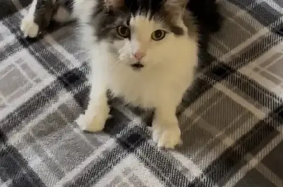 Lost Cat: Clawless, Black & White in Gulfport