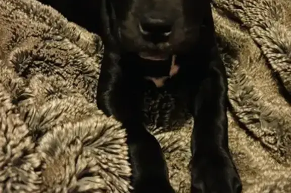 Lost Black Pitty Puppy in Joliet, IL