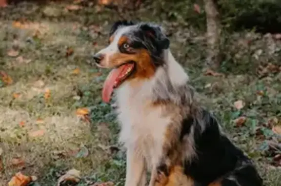 Fast & Fearful: Lost Mini Aussie in GV - photo