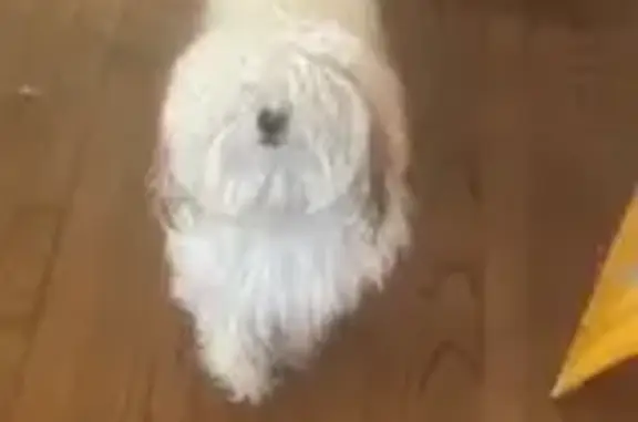 Fluffy White Dog Lost on S. Austin Ave