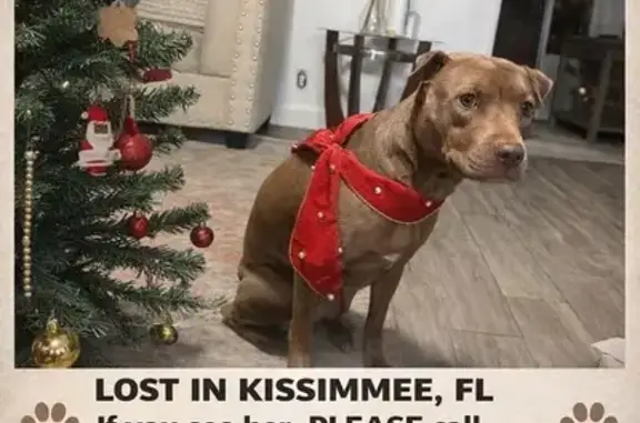 Missing dog Kissimmee, photo: Lost Brown Dog on S Dillingham Ave, 222