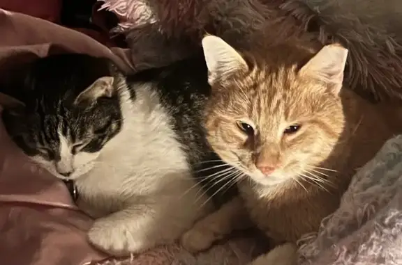 Lost Orange Tabby in Leesville, LA