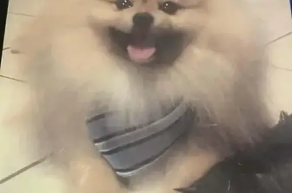 Missing dog McAllen, photo: Lost Light Brown Fluffy Dog in McAllen