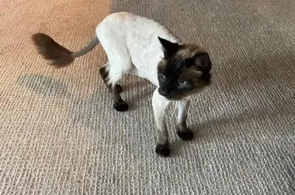 Lost: Sweet Himalayan Cat 'Paco' - Broomfield