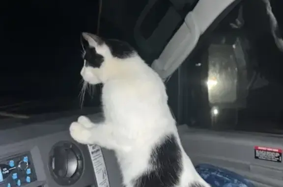 Lost Black & White Cat in Baytown - Reward!