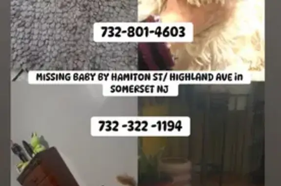 Missing dog , photo: Lost: Tiny Curly-Haired Dog in Franklin