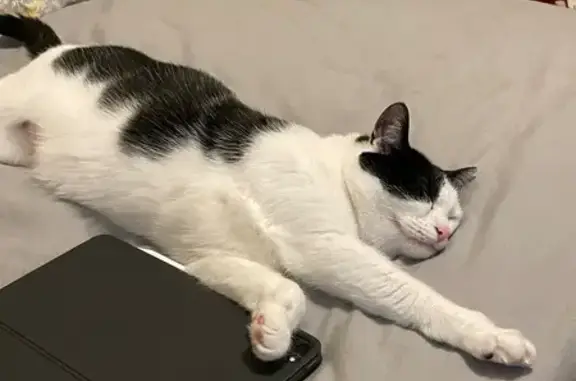 Lost pets , photo: Lost Nervous Cat: Black & White, Earls Rd