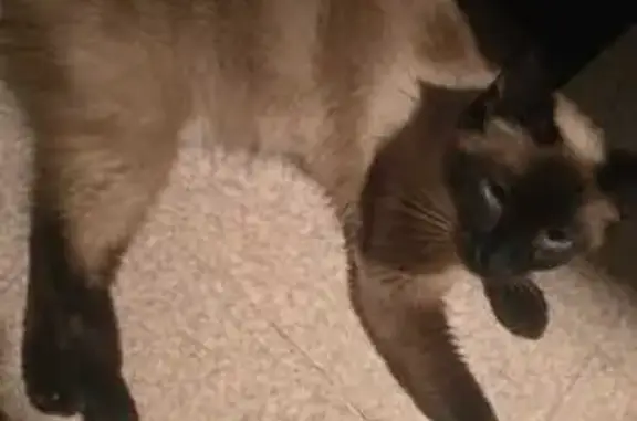 Chat perdue, petite et maigre, Vénissieux - photo