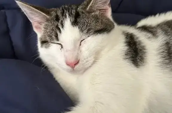 Missing cat Rolla, photo: Friendly Black & White Cat Lost in Rolla