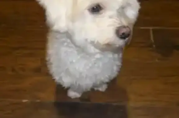 Lost White Fluffy Dog in East Beverly