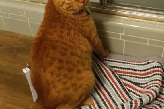 Missing cat Decatur, photo: Lost: Friendly Orange Cat in Decatur