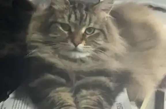 Lost pets Rockingham, photo: Lost Black Tabby: Short Tail, Green Eyes