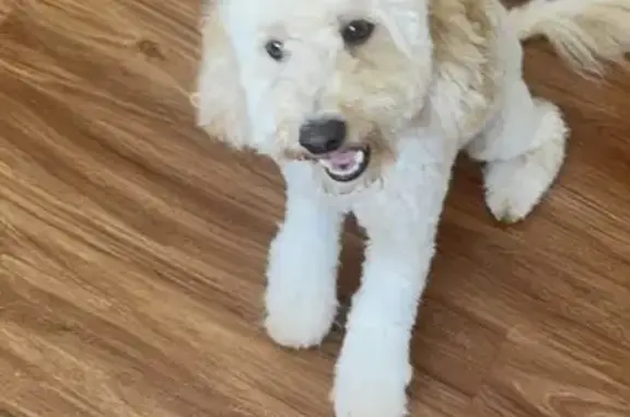 Lost pets , photo: Lost Blond Spoodel in Manningham, VIC