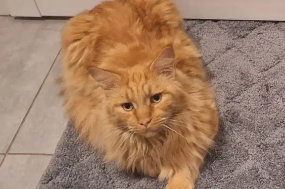 Chat perdu, craintif, blessé patte arrière - photo