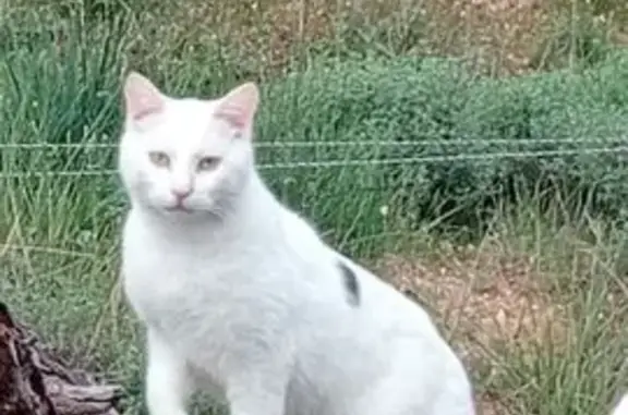 Chat blanc perdu, tâche noire, Garrigues - photo