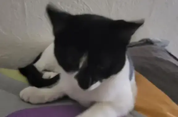 Chat noir et blanc perdu à Jarny - photo
