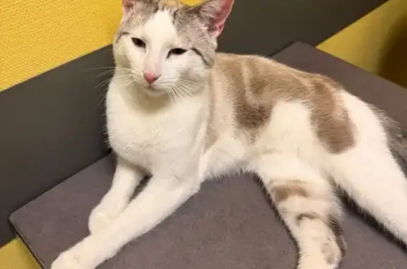 Animaux trouvés Saint-Étienne, photo: Chat mâle blanc/gris trouvé à St-Étienne