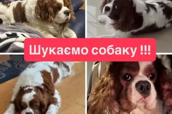 Зник Кінг Чарльз Спаніель у Львівській області