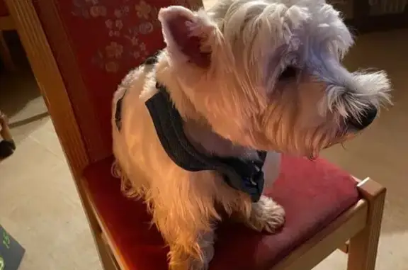 Chien perdu à Tournus : Westie blanc - photo