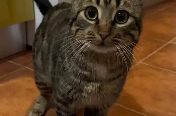 Adorable Gatito Perdido en Olm...