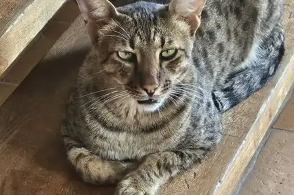 Animaux perdus Lussac, photo: Chat Savannah perdu à Lussac
