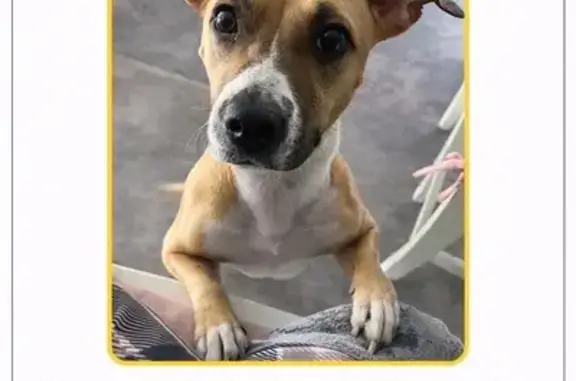 Chien perdu Bègles, photo : Chien beige et blanc perdue à Bègles