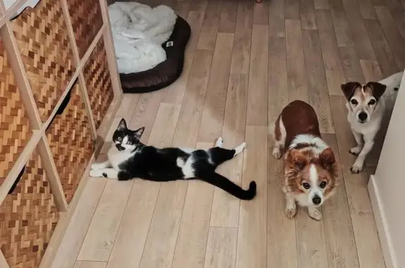 Chat perdu, L'Isle-Adam, photo: Chatte perdue, noire et blanche, L'Isle-Adam