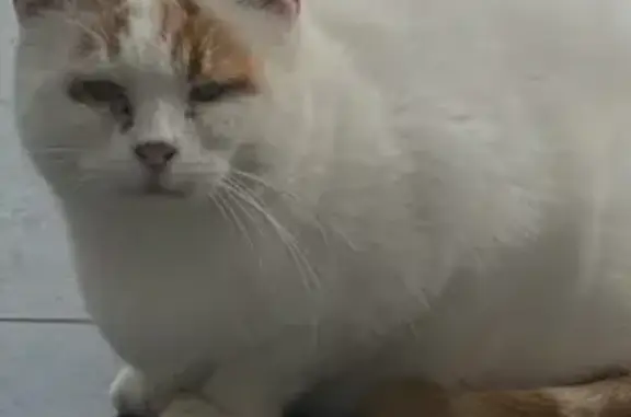 Animaux trouvés Anzin-Saint-Aubin, photo: Chat blanc et roux trouvé à Anzin-Saint-Aubin