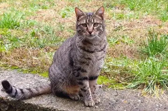 Chat trouvé La Grand-Combe, photo: Chatte tigrée trouvée à La Grand-Combe