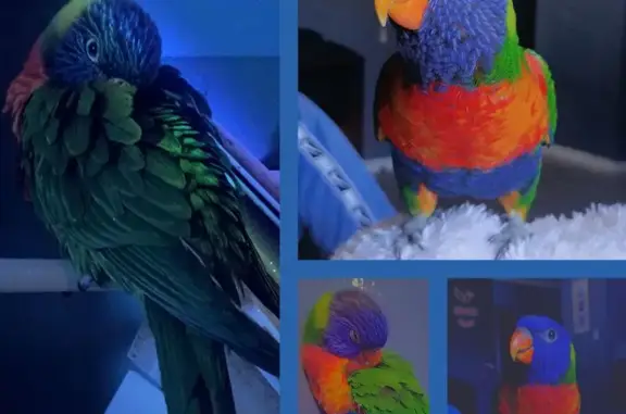 Lost pets Armadale, photo: Help Find Roxy: Lost Bird in Armadale