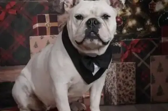 Lost Dog: Friendly, Purple Collar, 26th St