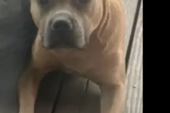 Lost Sweet Dog on North 6th Street