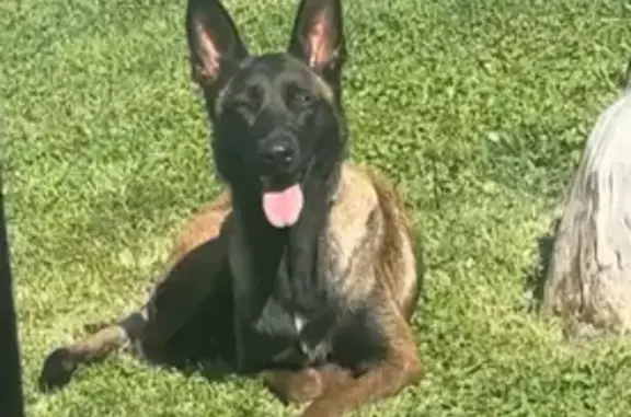 Lost Timid Rescue Dog on N 6th St, 505